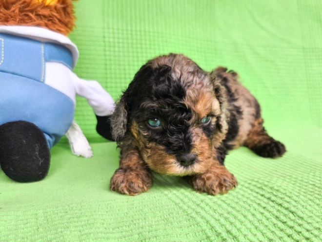 Cavapoo Welpe kaufen