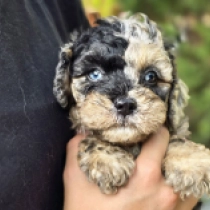 Mask – F1b, merle Cavapoo Welpen kaufen
