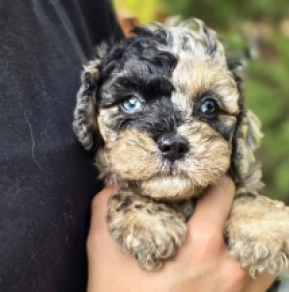 Mask – F1b, merle Cavapoo Welpen kaufen