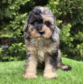 Cavapoo puppy for sale