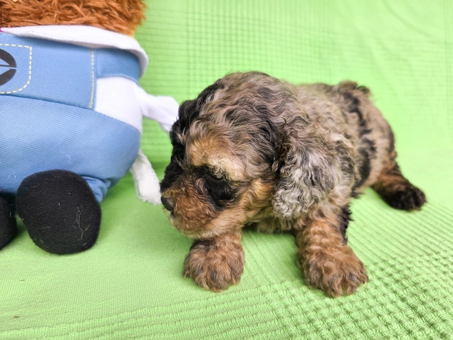 Cavapoo Welpe kaufen
