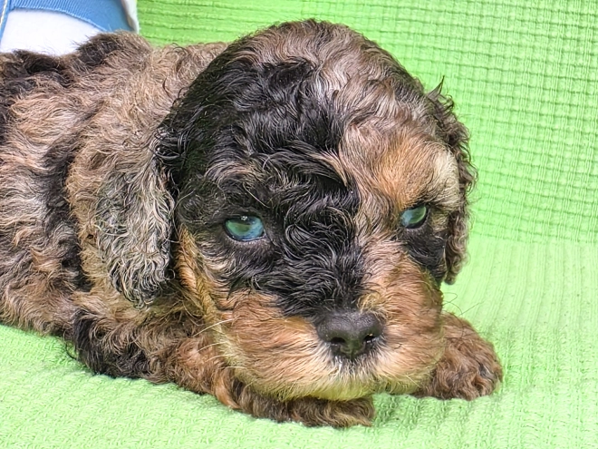 Cavapoo Welpe kaufen