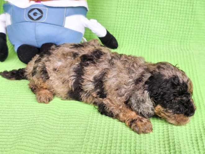 Cavapoo Welpe kaufen