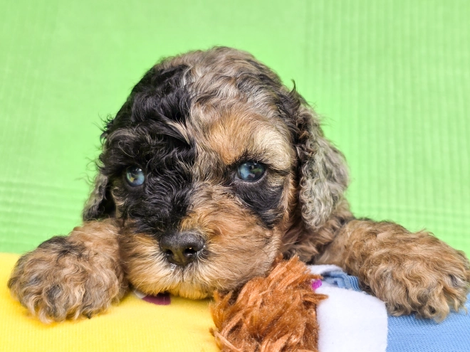 Cavapoo Welpe kaufen