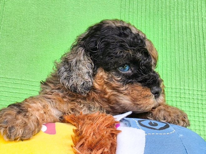 Cavapoo Welpe kaufen
