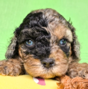 Cavapoo Welpe kaufen