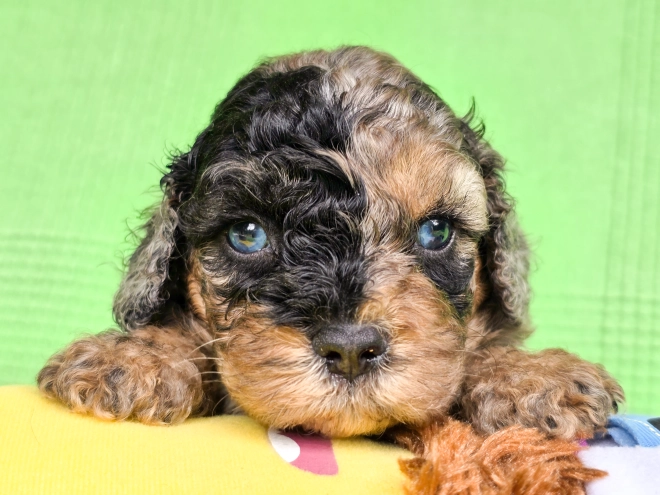 Cavapoo Welpe kaufen