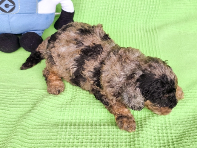Cavapoo Welpe kaufen