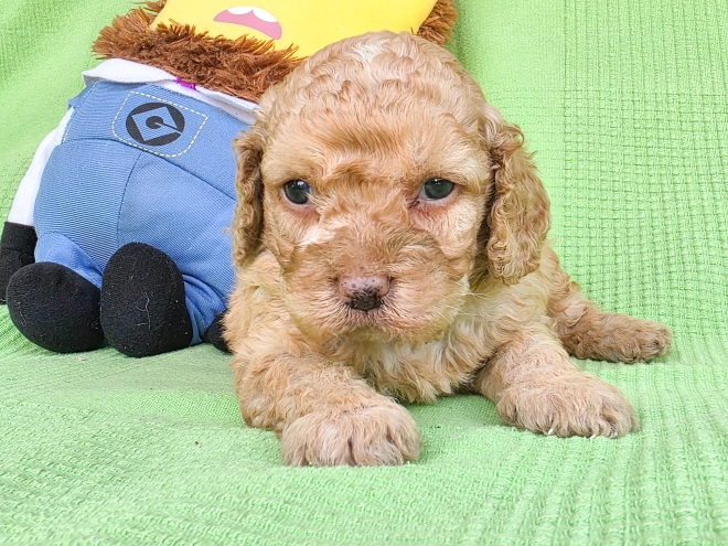 Perros Cavapoo en venta