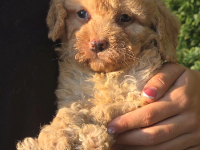 Cavapoo Welpe kaufen