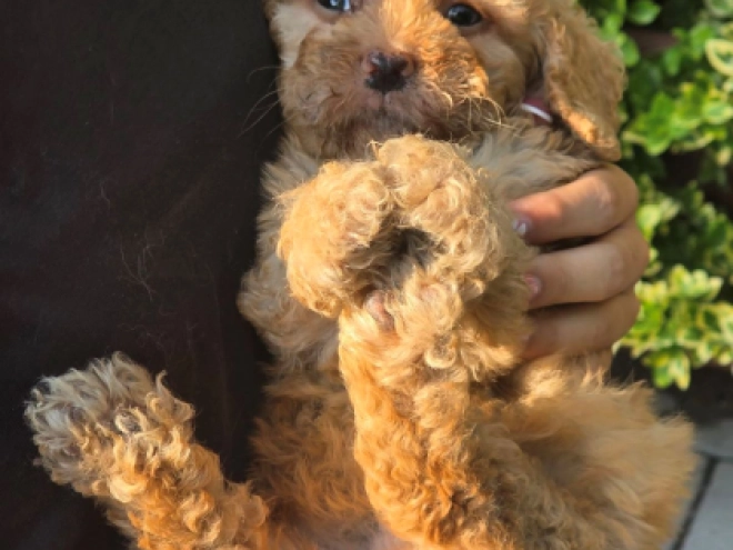 Cavapoo Welpe kaufen