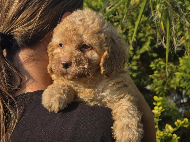 Cavapoo Welpe kaufen