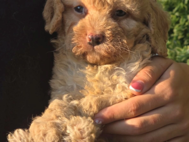 Cavapoo Welpe kaufen