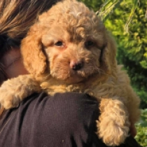 Megatron – F1b, golden Cavapoo Welpen kaufen