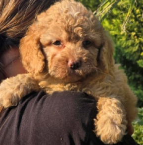 Cavapoo puppy for sale