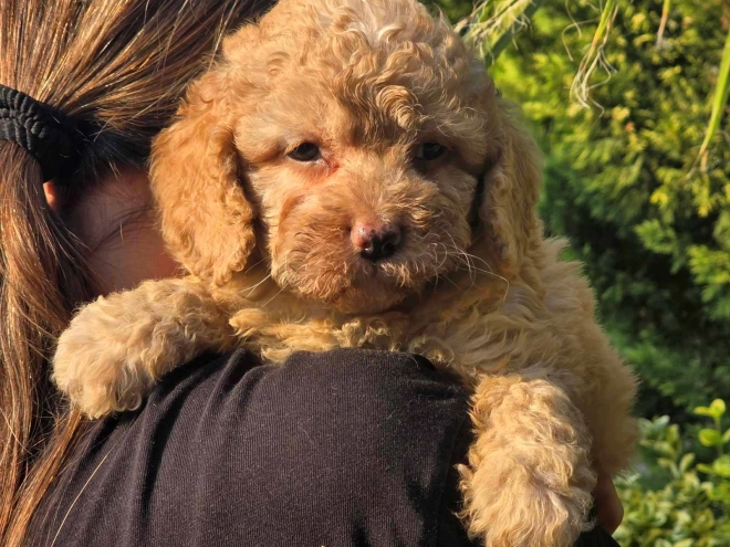 Cavapoo Welpe kaufen