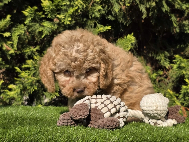 Cavapoo Welpe kaufen