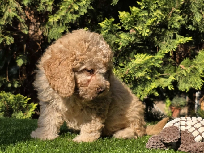 Cavapoo Welpe kaufen