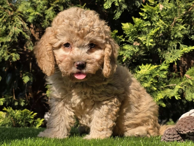Cavapoo Welpe kaufen