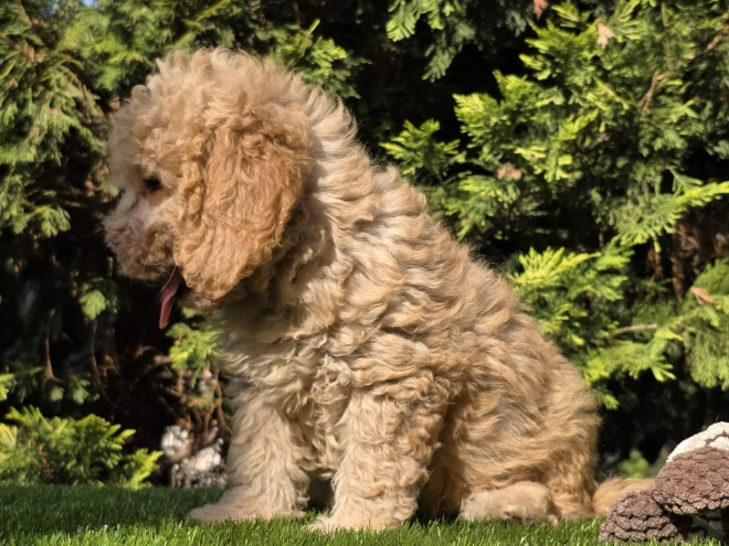 Cavapoo Welpe kaufen