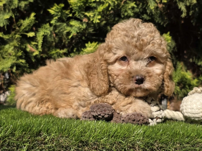 Cavapoo Welpe kaufen