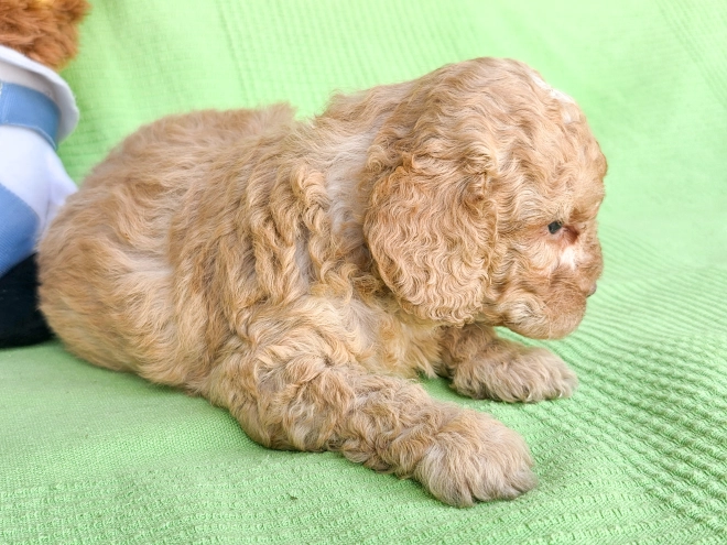 Perros Cavapoo en venta