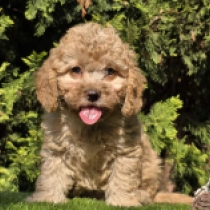 Megatron – F1b, golden Cavapoo for sale