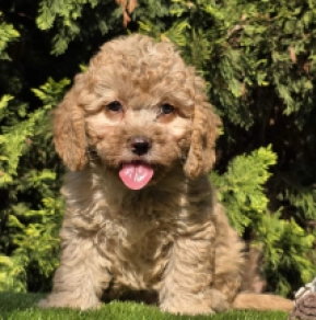 Cavapoo puppy for sale