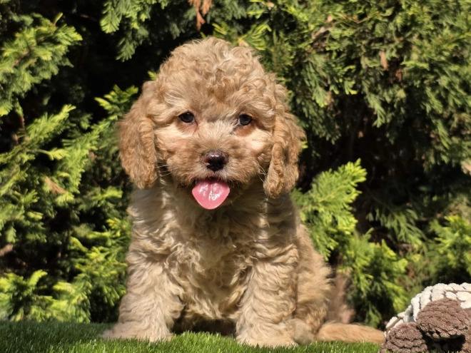 Cavapoo Welpe kaufen