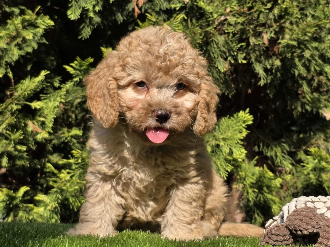 Cavapoo Welpe kaufen