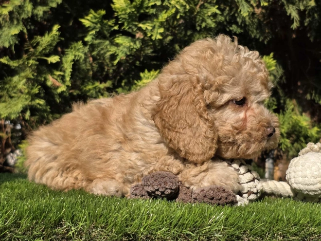 Cavapoo Welpe kaufen