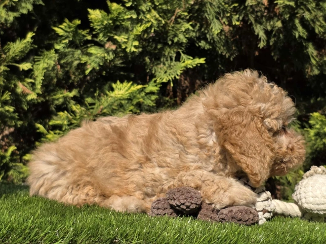 Cavapoo Welpe kaufen