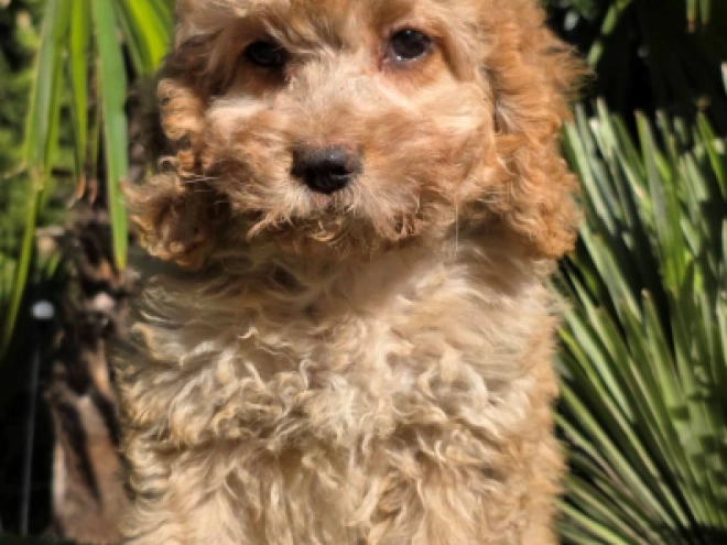 Cavapoo Welpe kaufen