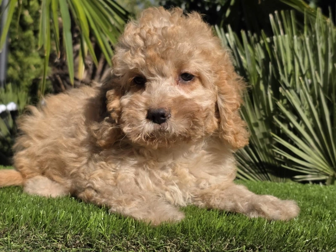 Cavapoo Welpe kaufen