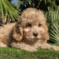 Megatron – F1b, golden Cavapoo Welpen kaufen