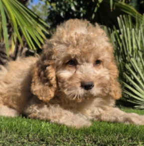 Cavapoo Welpe kaufen