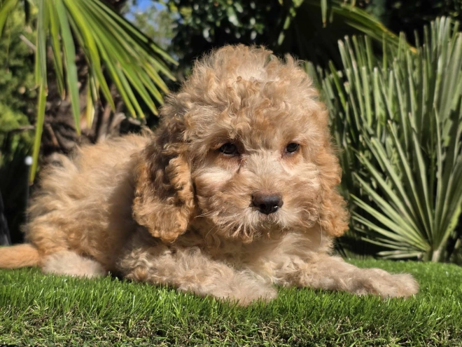 Cavapoo Welpe kaufen