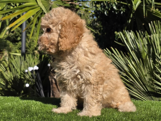 Cavapoo Welpe kaufen