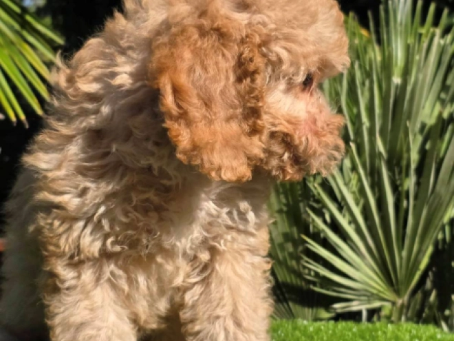 Cavapoo Welpe kaufen