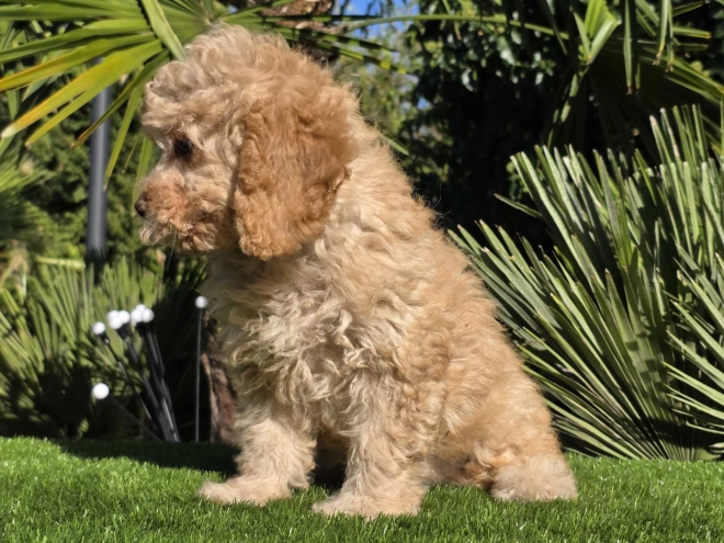 Cavapoo Welpe kaufen