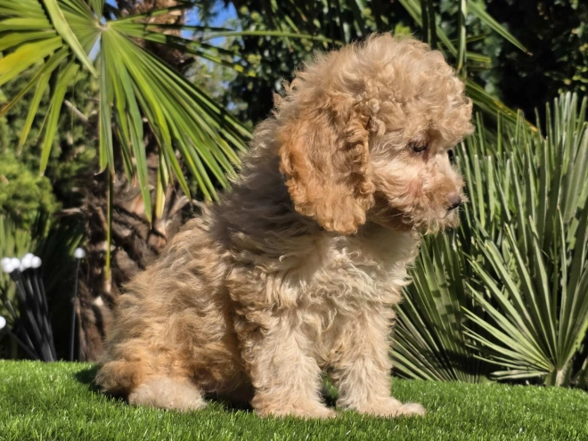 Cavapoo Welpe kaufen