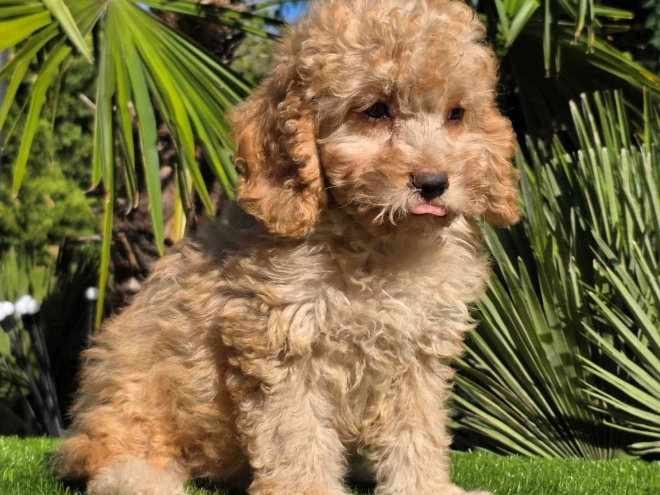 Cavapoo Welpe kaufen