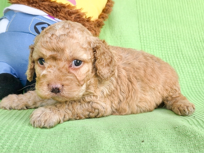 Perros Cavapoo en venta