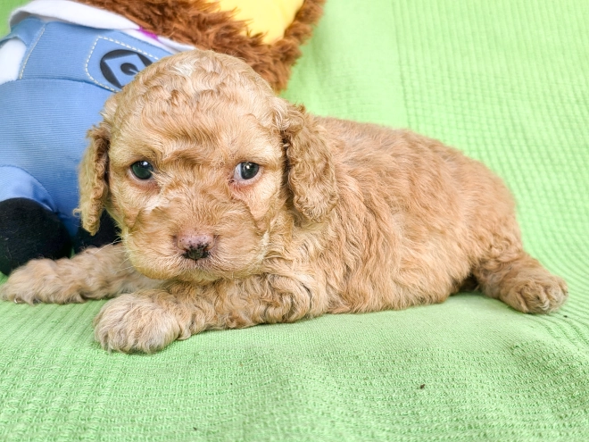 Perros Cavapoo en venta
