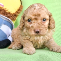 Megatron – F1b, golden Cavapoo for sale