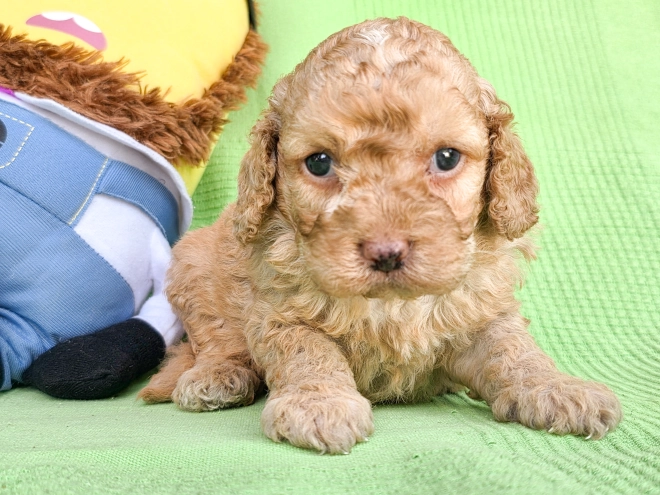 Perros Cavapoo en venta