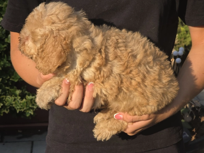 Cavapoo Welpe kaufen
