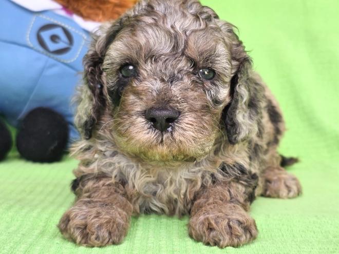Cavapoo Welpe kaufen