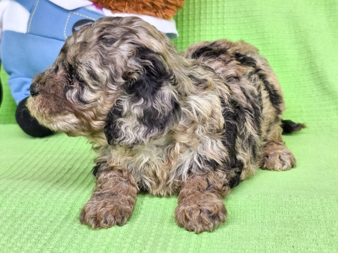Cavapoo Welpe kaufen