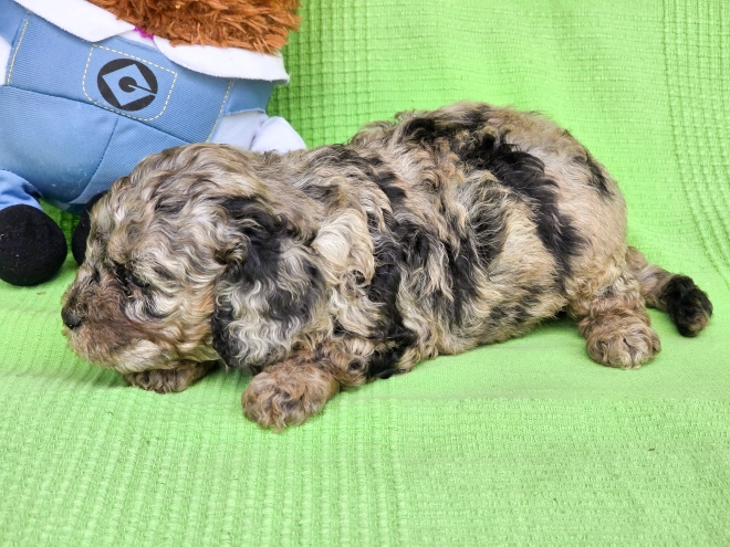 Cavapoo Welpe kaufen